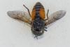Hybomitra sp.